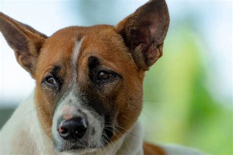 Red Bump On Dogs Nose 6 Proven Causes And Measures