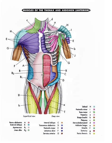 Complete Human Muscle Diagrams Diagrams
