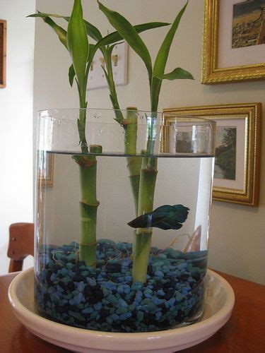 If a plant develops black finally, lucky bamboo is susceptible to the same insect problems as other indoor tropical plants. Pin on plants & outdoor stuff