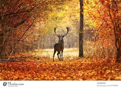 Fallow Deer Stag In Beautiful Autumn Forest A Royalty Free Stock