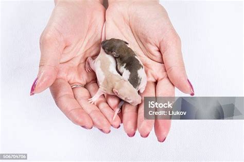 Tangan Memegang Tikus Muda Foto Stok Unduh Gambar Sekarang Anak