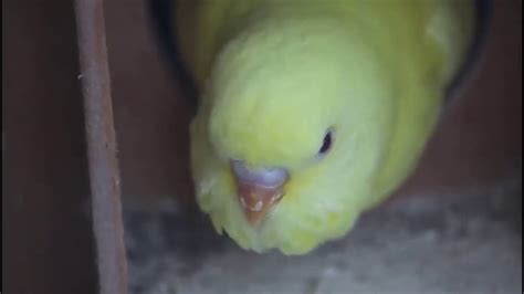 First Time Baby Budgie Tries To Come Out From Hatching 🐣 Box And See