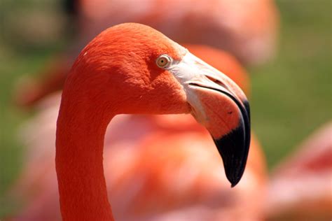 Pink Flamingo Free Photo Download Freeimages