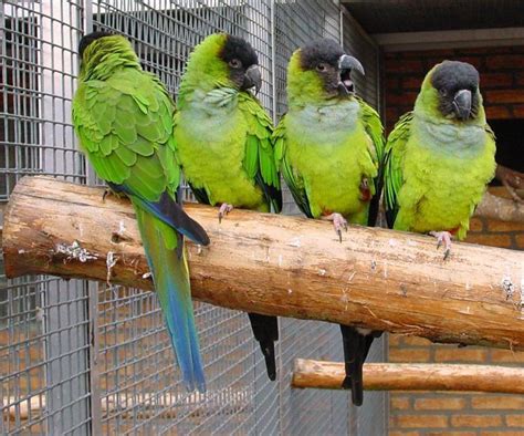 Nanday Conures Birdmans Petsource Nanday Parakeet Babaies