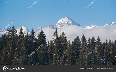Forest And Mountains At Pokljuka Plateau Stock Photo By ©dreamypixel