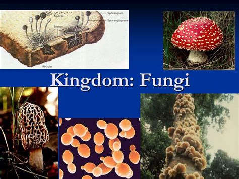 Ppt Kingdom Fungi Powerpoint Presentation Free Download Id5365811