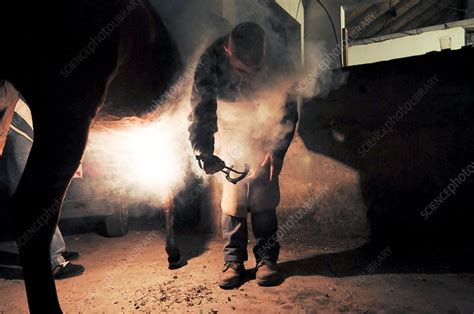 Shoeing A Horse Stock Image C0068970 Science Photo Library
