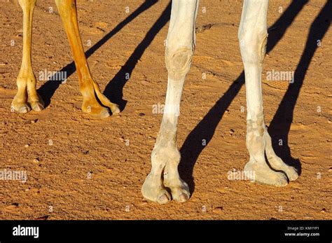 Dedo Del Pie De Camello Fotos E Imágenes De Stock Página 2 Alamy