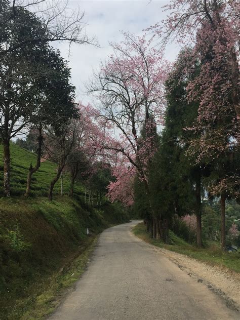 Gambar : pohon, mekar, menanam, daun, musim semi, musim gugur, taman