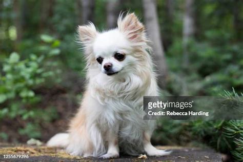 Chihuahua De Pelo Largo Fotografías E Imágenes De Stock Getty Images