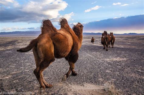 Backpacking In Mongolia The Gobi Desert Adventure