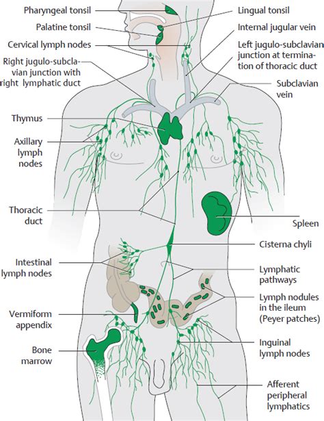 The Lymphatic System And Glands Basicmedical Key