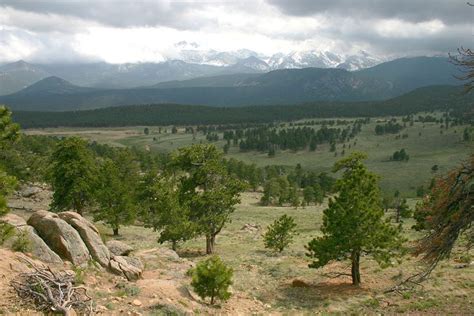 Rocky Mountain Ponderosa Pine Forest Wikipedia Pine Forest Silver