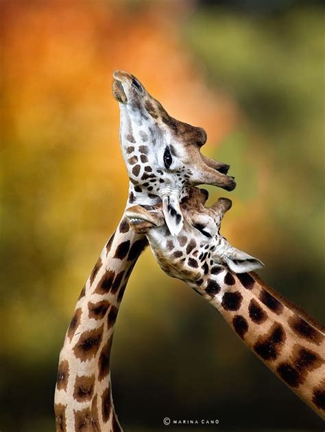 Giraffes Necking By Marina Cano On 500px Giraffe Animals Beautiful