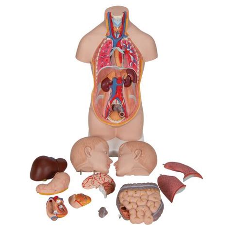 Zygote body is a free online 3d anatomy atlas. Human Torso Model | Miniature Torso Model | Anatomical ...