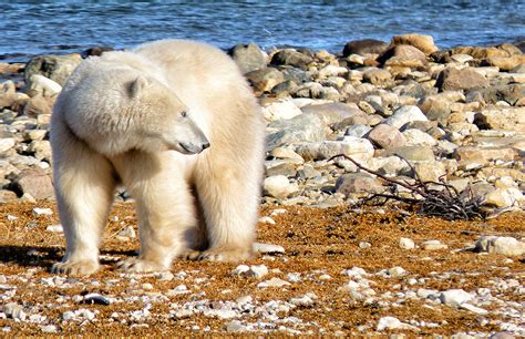 Chris Woodward Polar Bears At Churchill Manitoba