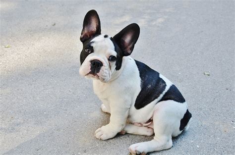The first french bulldogs appeared in my house in 1979. Foto valp - fransk bulldog - Gratis Bilder