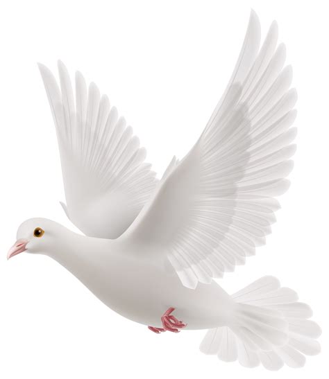 Dove Images Dove Pictures Png Images White Doves White Bird Paloma