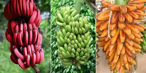 18 Different Types Of Bananas You Need To Know Kenyan Moves