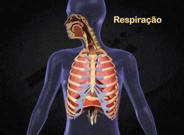Respira Lung Anatomy Medical Anatomy Body Anatomy Anatomy And Physiology Human Anatomy