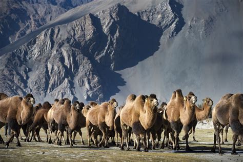 8 Fascinating Facts About Camels