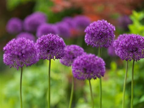 Allium Purple Sensation Gebr Valkering