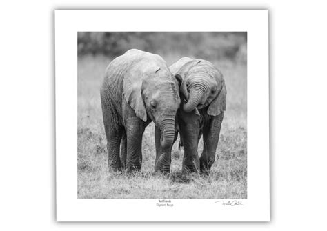 Best Friends Elephant Wildlife Photographer Richard Costin