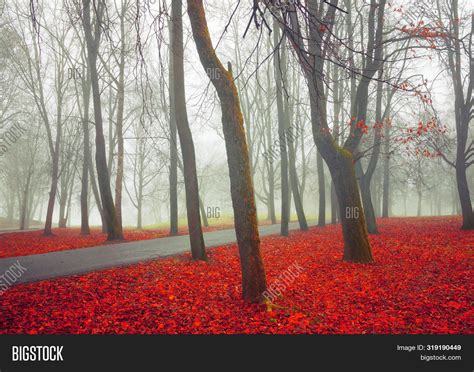 Autumn November Foggy Image And Photo Free Trial Bigstock