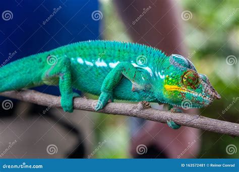 Panther Chameleon In Lokobe Nature Special Reserve Madagascar Nosy Be