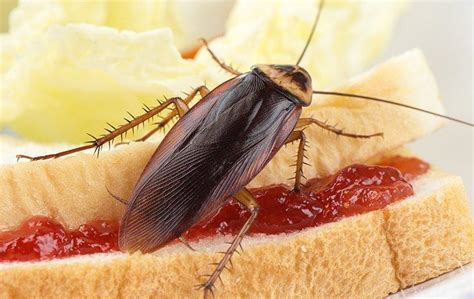What Do Cockroaches Eat All About Roaches
