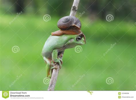 Dumpy Tree Frog Stock Photo Image Of Frog Dumpy Amphibians 122488098