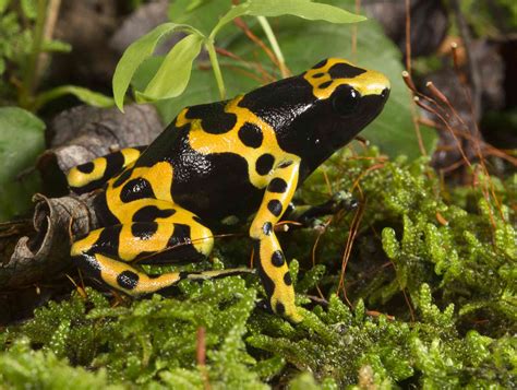 16 Poisonous Frogs That Are Beautiful But Deadly