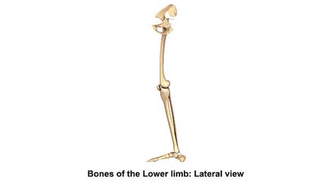 best leg bone illustrations royalty free vector graphics and clip art istock