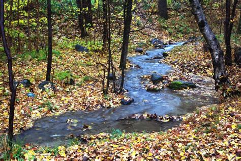 Creek In Autumn Forest Stock Image Image Of Gold Forest 16267487