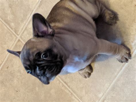Some breeders have inexpensive french bulldog puppies for sale. Drumstick - pup AKC French Bulldog for sale at Monticello ...