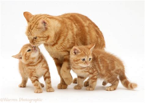 Ginger Cat And Kittens Photo Wp13064