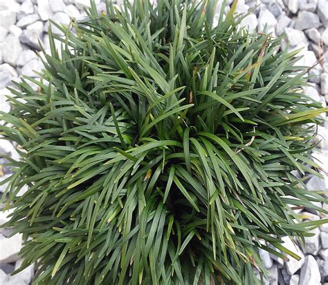 If you have a friend with a big patch, ask if you can dig it spreads by underground runners. Green Dwarf Mondo Grass - Ophiopogon - Gallon Pot ...