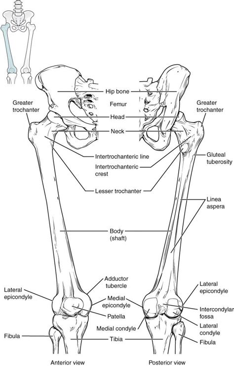 The human leg consists of 8 bones, 4 per leg. Arm Bone Diagram . Arm Bone Diagram Upper Leg Bone Diagram ...