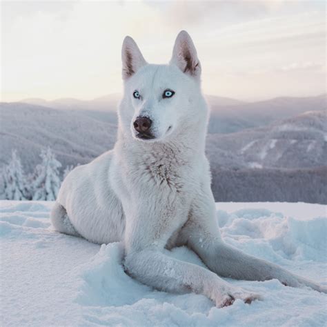 However, free husky dogs and puppies are a rarity as rescues usually charge a small adoption fee to cover their expenses (usually. Siberian Husky Puppies For Sale In Florida From Top Breeders