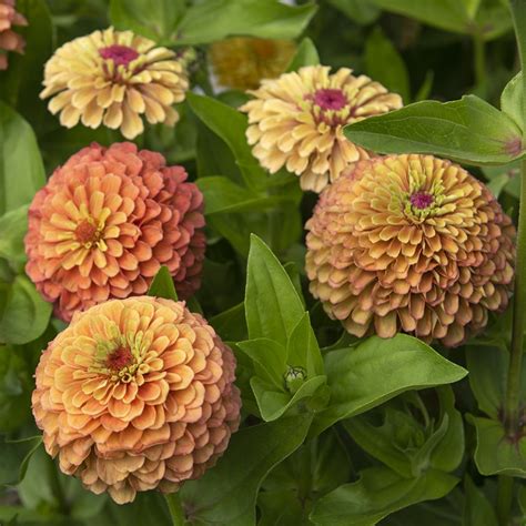 Zinnia Queeny Lime Orange Ettåriga Blomsterväxter Zinnia Elegans