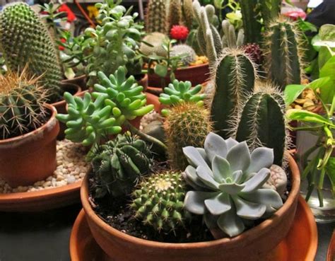 Siguiendo esta línea de manualidades scrap, os explicaré cómo hacer un mini «jardín» de cactus de papel. Jardin de cactus ideas DIY para crear ambientes asombrosos