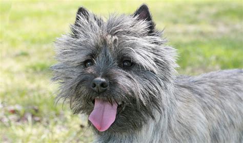 Cairn Terrier Breed Information Vetstreet Vetstreet