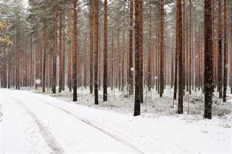 Pine Forest In Light Snowfall Stock Image Image Of Plant Trail