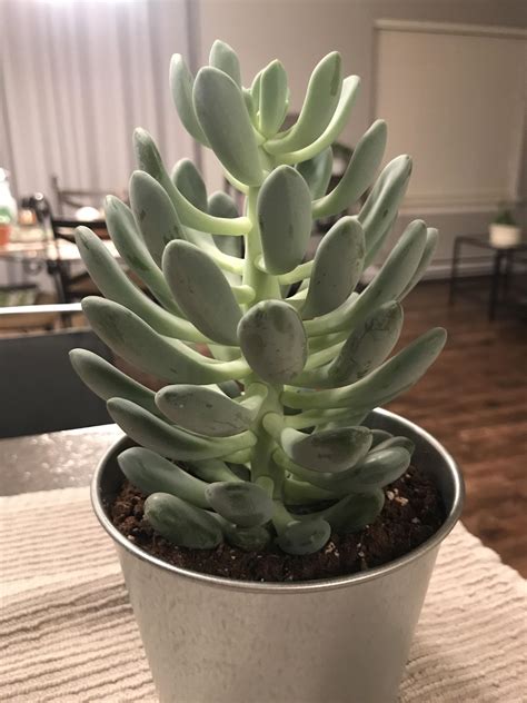 Id On This Succulent Was Already Tall Like This When I Got It From A
