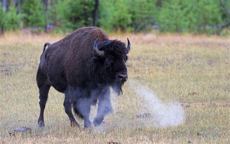 Bison Full Hd Wallpaper And Background 1920x1200 Id291367