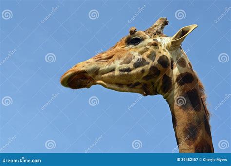 Giraffe Close Up Stock Image Image Of Animal Head Neck 39482457