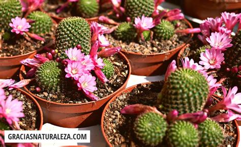 Cactus Con Flor 7 Especies Preciosas Y Cómo Cuidarlas