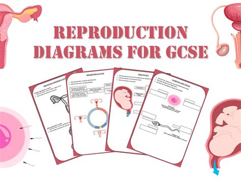Gcse Human Reproduction Diagrams Teaching Resources