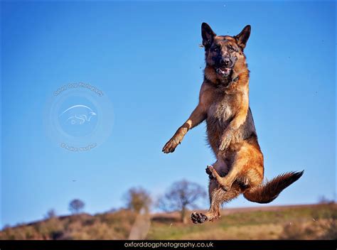Jumping Prowess Of Sylvie The German Shepherd Stonesfield Witney Pet