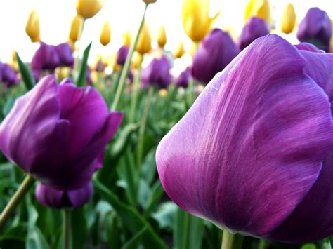 Tulip Free Photo Download Freeimages